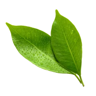 Yerba mate