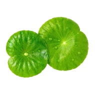 Extrait de Centella Asiatica