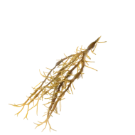 Ascophylle noueux
