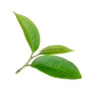 Thé Vert