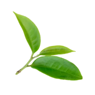 Tè verde