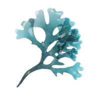 Ascophyllum