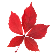 Extrait de Vigne rouge