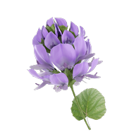 <strong>Bakuchiol<br></strong><span style=\