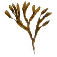 Actif breveté Lipothetic®