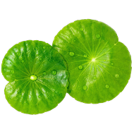 Centella Asiatica<br><span style=\
