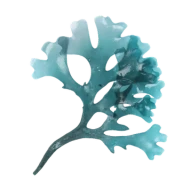 Extrait d'Algue Laminaria
