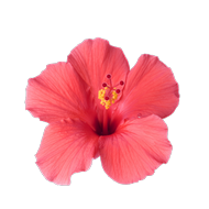 Fleur d\'Hibiscus