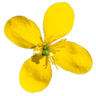 Chélidoine