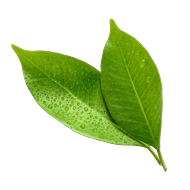 Thé Vert