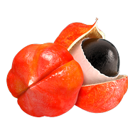 <p>Guarana<br><span style=\