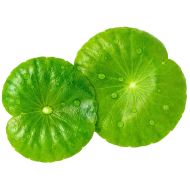 Pupečník asijský<br><span style=\