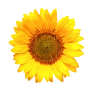 Huile de Tournesol