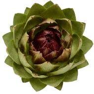 Artichoke