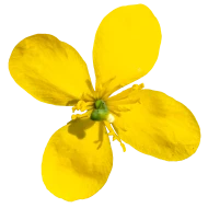 Chélidoine