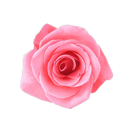 <strong>Extrakt z damašské růže</strong>