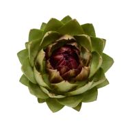 Extrakt z artyčoku