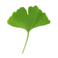 Extrait de Ginkgo