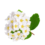 Ulmaria