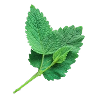 Menthol
