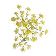 Actif breveté Slimsize®