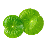 <strong>Estratto di Centella Asiatica     </strong>