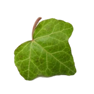 Břečťan