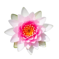 Actif breveté Prosveltyl®