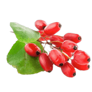 Extrait d\'Huile de Goji