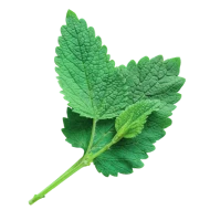 Menthol