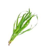 Gramigna