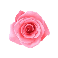 <strong>Rosa Centifolia</strong>