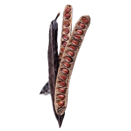 Karob
