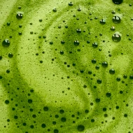 Thé Matcha