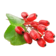 Goji Oil Extract