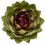 Artichaut