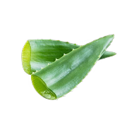 Aloé Vera