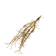 Ascophyllum