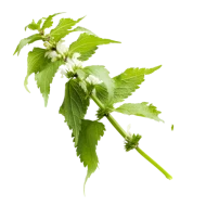 Nettle