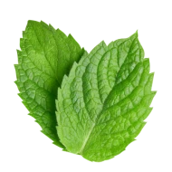 Menthe poivrée
