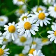 Camomille
