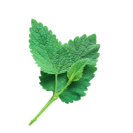 Menthol