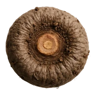 Konjac